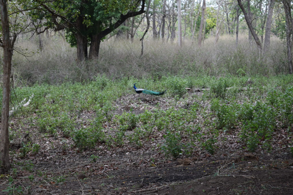 Peacock At Mudumalai Reserve Forest