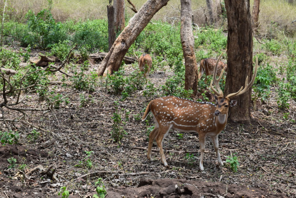 Deer At Mudumalai Reserve Forest
