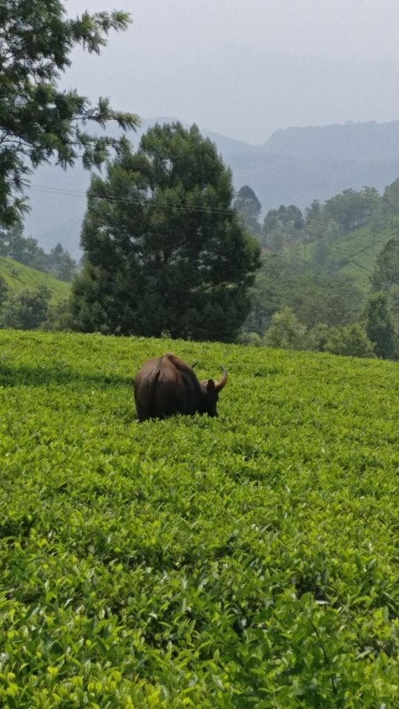 Bison, amidst the tea garden