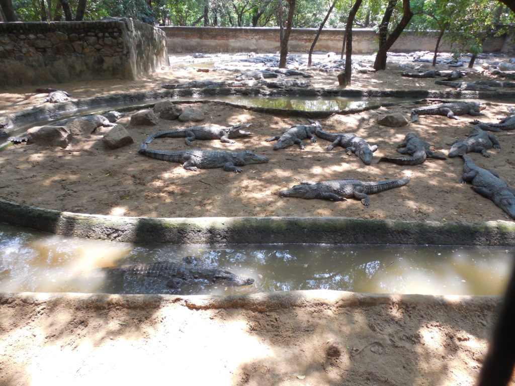 Crocodiles at Crocodile park