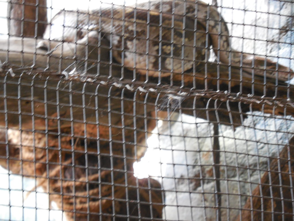 at Crocodile park, Tamilnadu