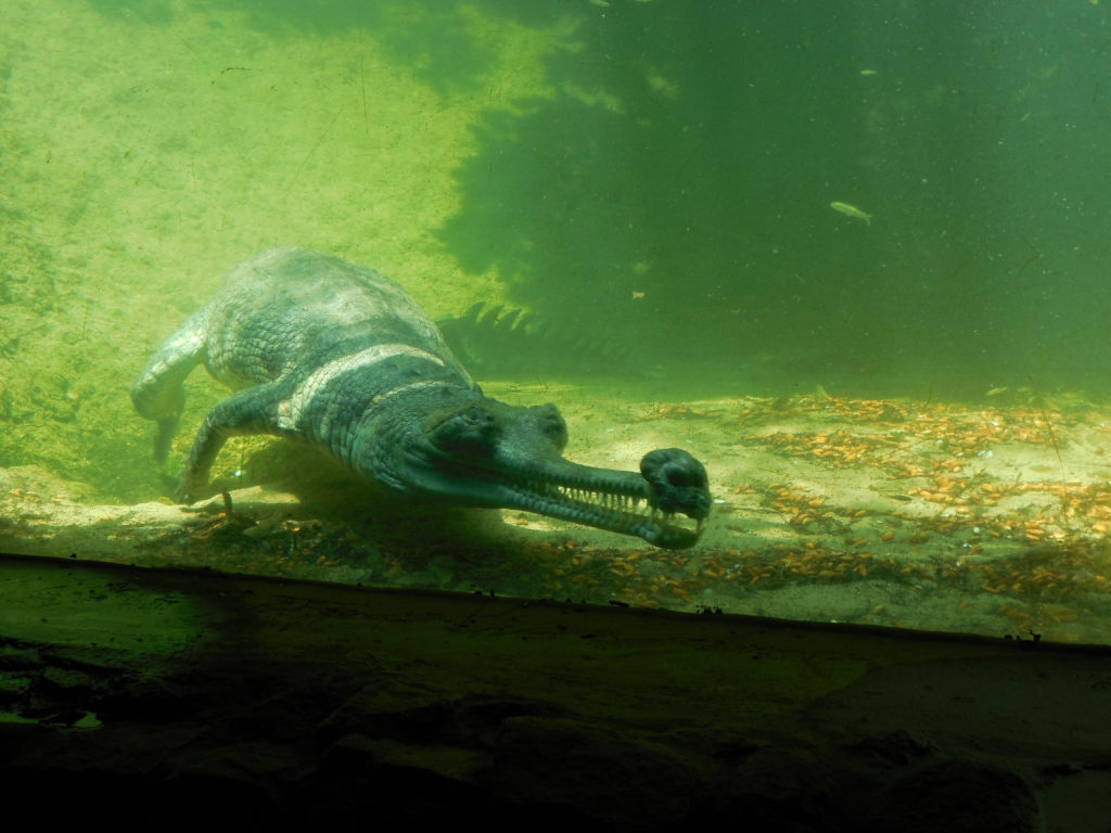 Crocodile park, Tamilnadu