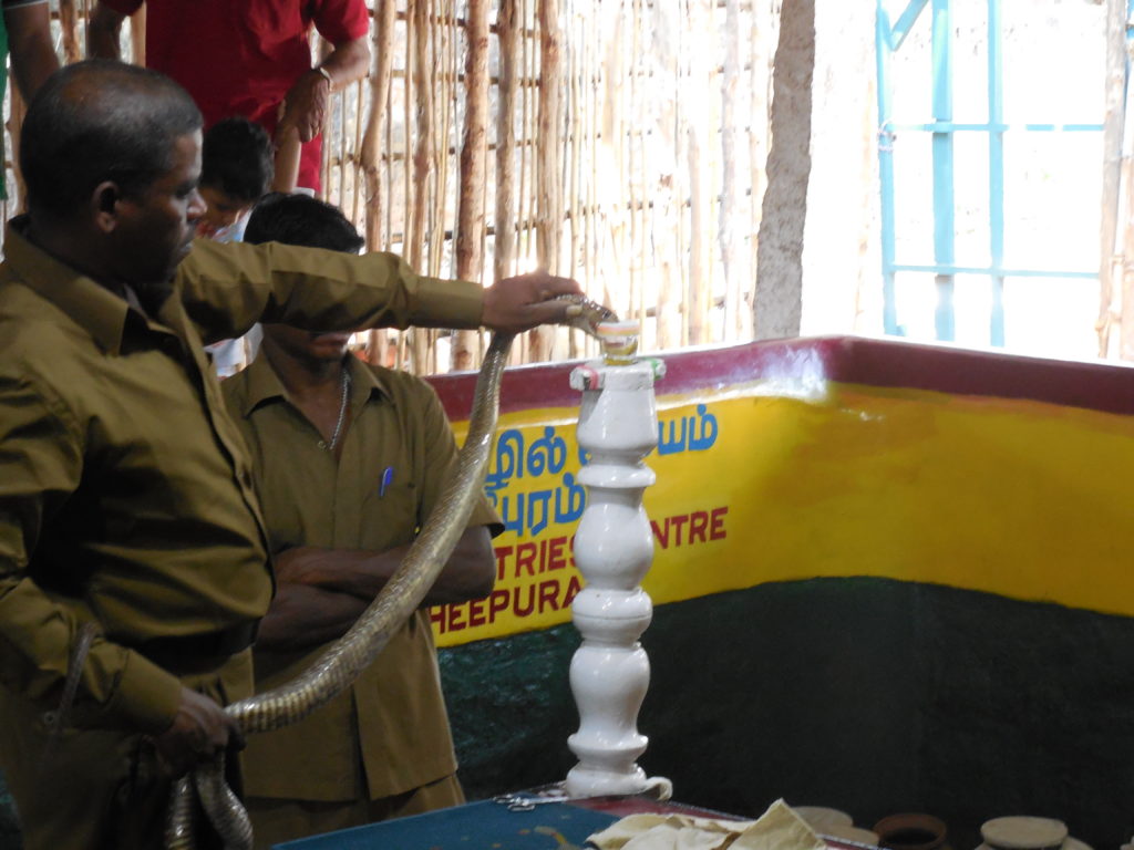 Venom Extracting from Snakes