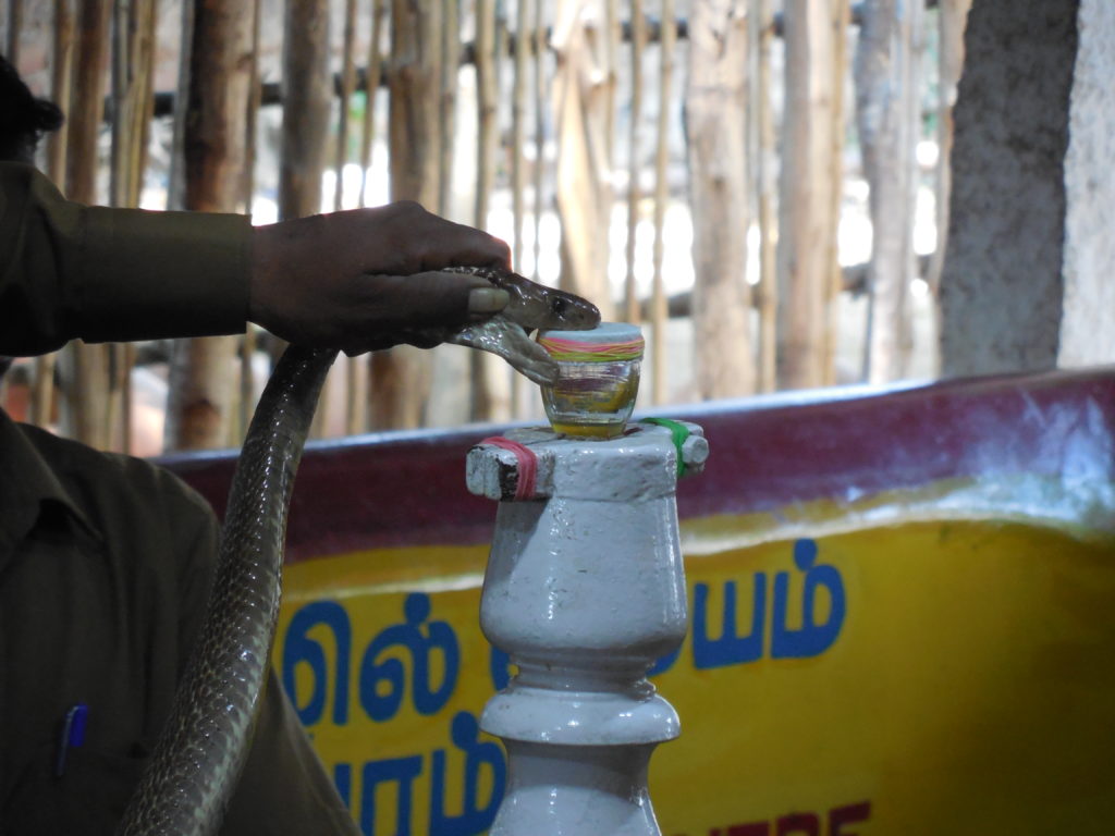 Venom Extracting from Snakes