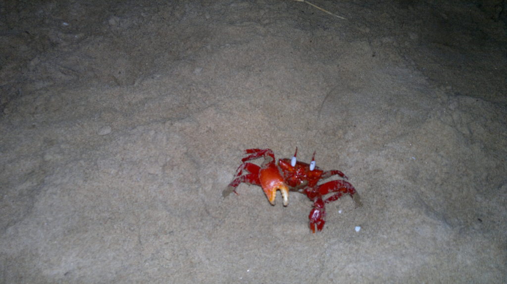 Crab!!