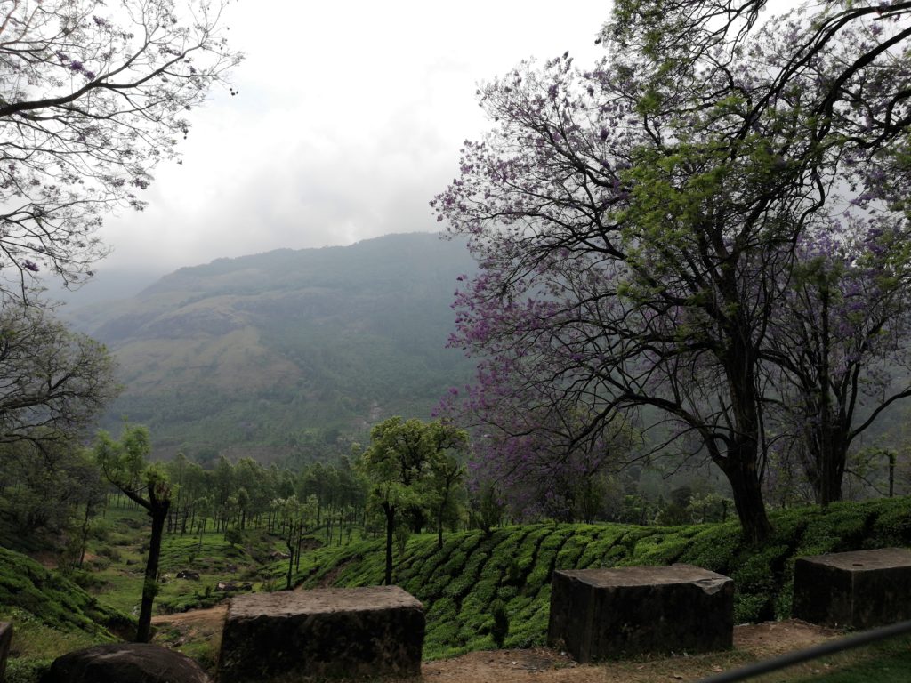 Neelakurinji tree with the flower, Munnar