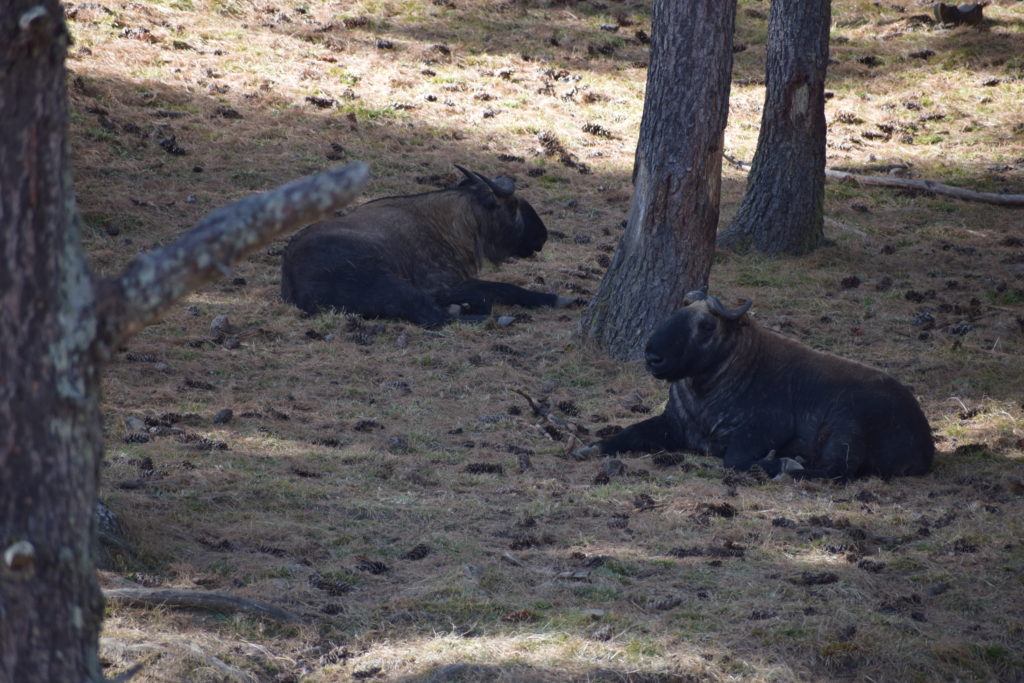 Takin Preserve at Thimphu