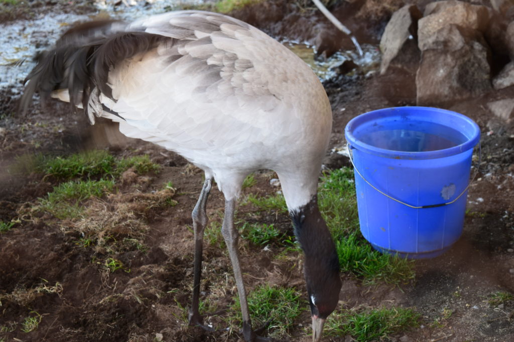 Gangtey Valley Black neck Crane