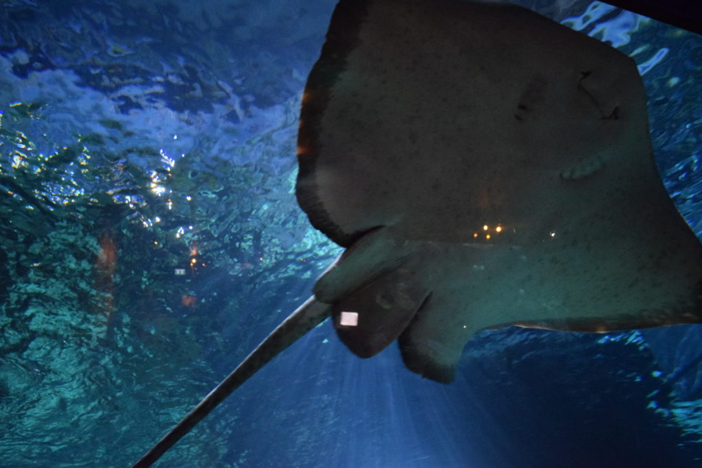 Manta Ray at Sea Life Ocean World, Bangkok itinenary for 3 days