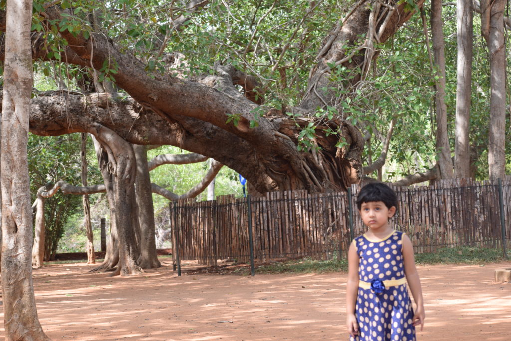 The big banyan tree near Matrimandir