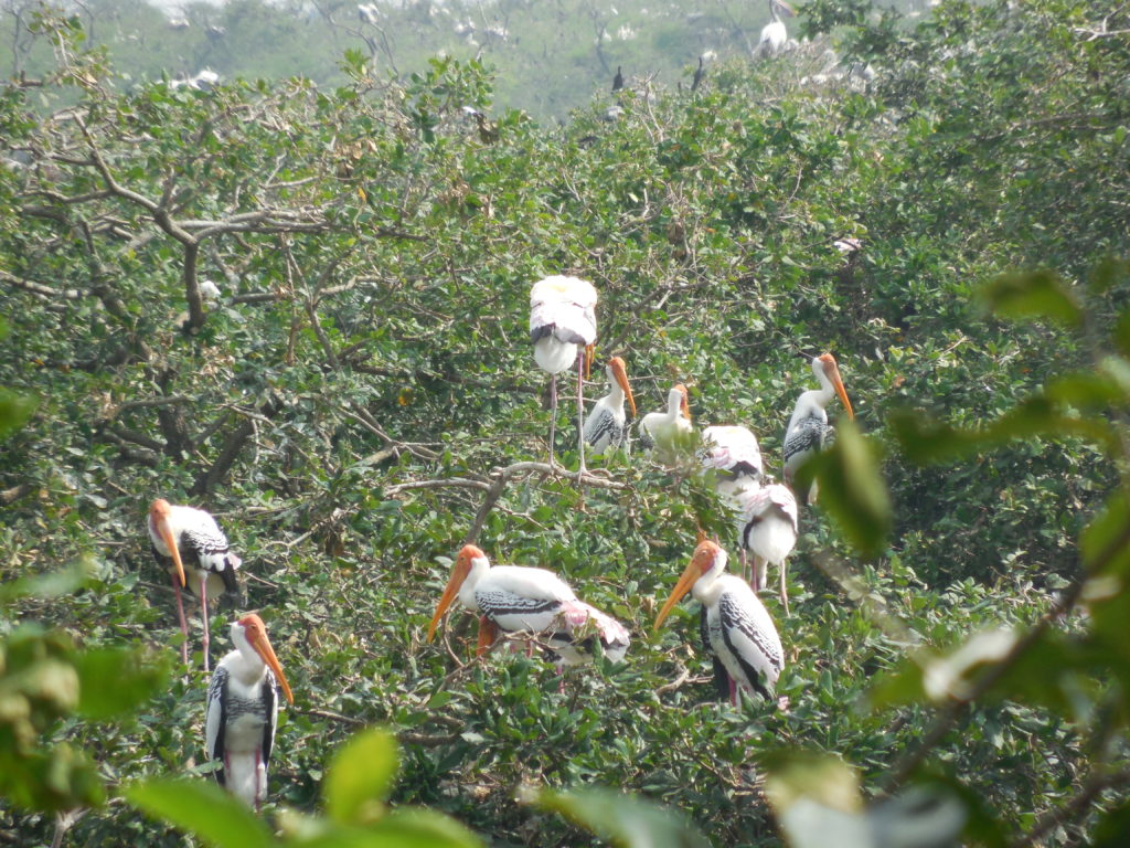  Vedanthangal Bird Sanctuary- Day trips from Chennai