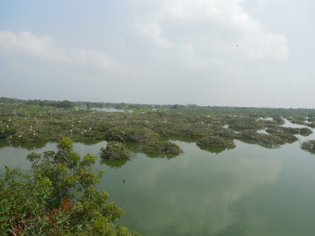  Vedanthangal Bird Sanctuary-One day trip from Chennai