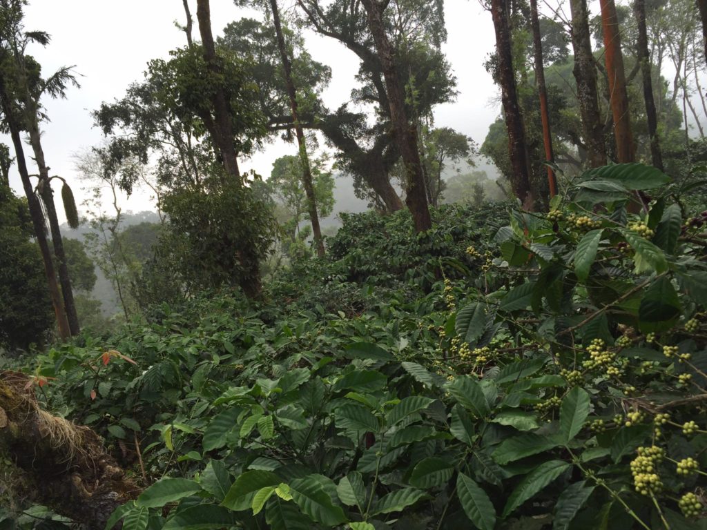 Green Coffee Beans