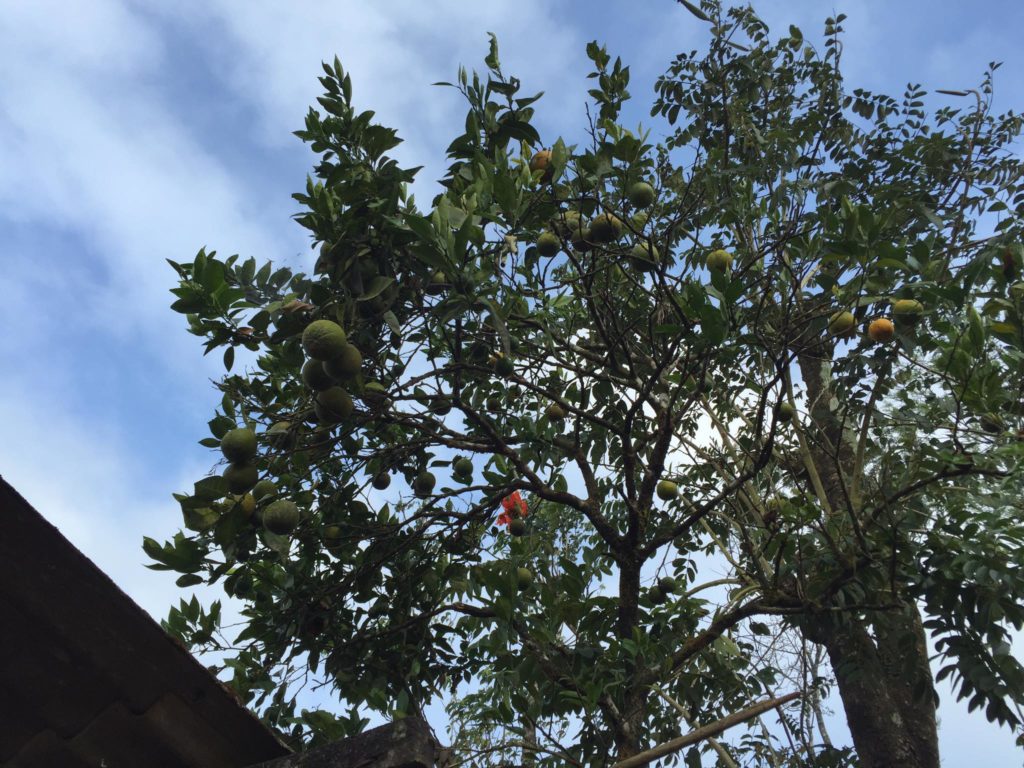 Orange Tree at our homesta