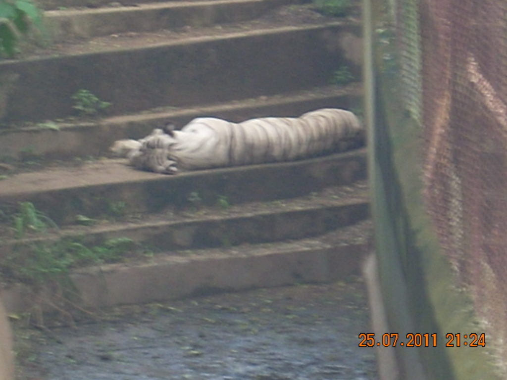 White Tiger at Nandan Kanan