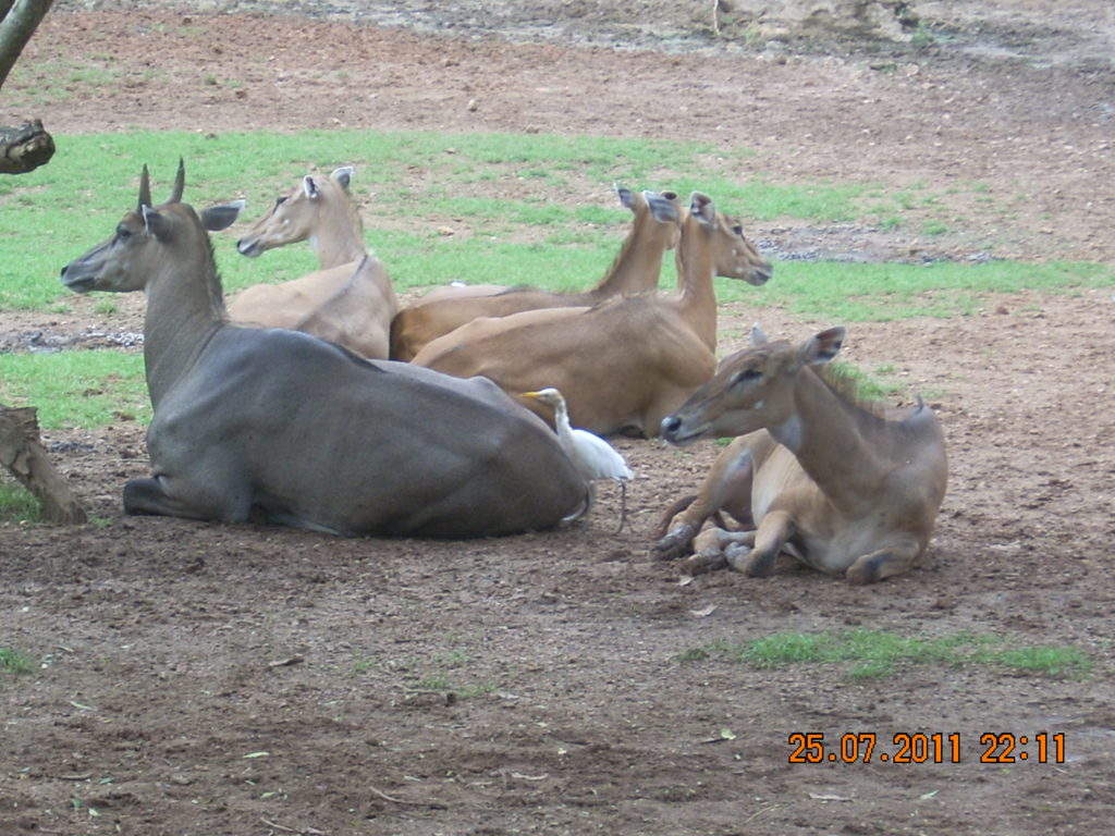 Nandan Kanan Puri one of the best place