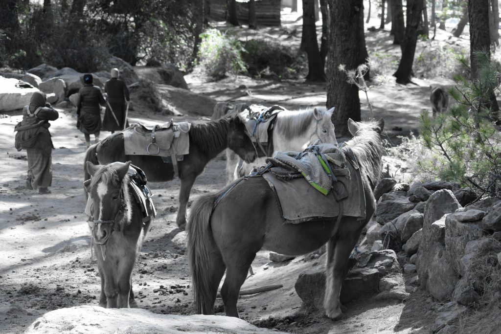 Ponnies at the roadside