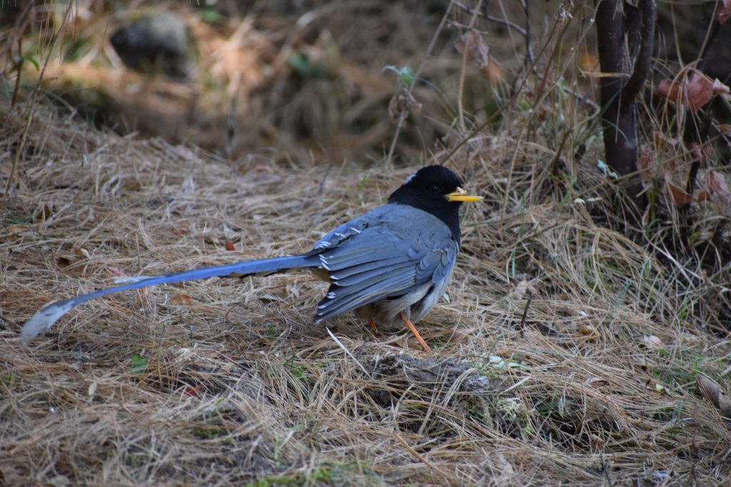 Unknown bird of Bhutan