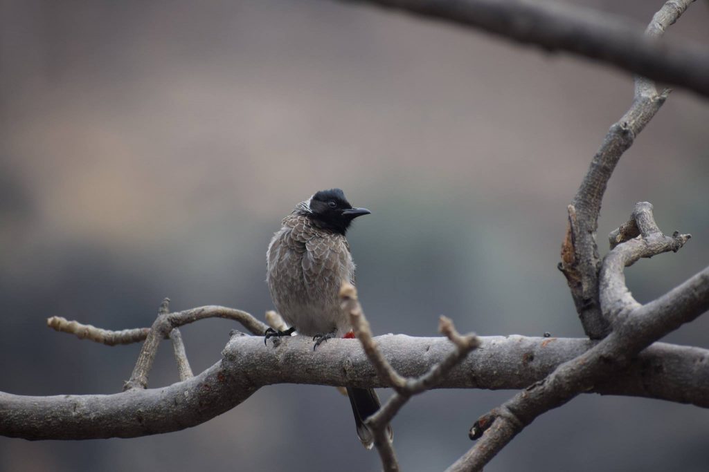 Wile life at Ajanta