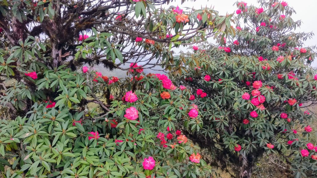Rhododendron beside the road towords Sandakphu