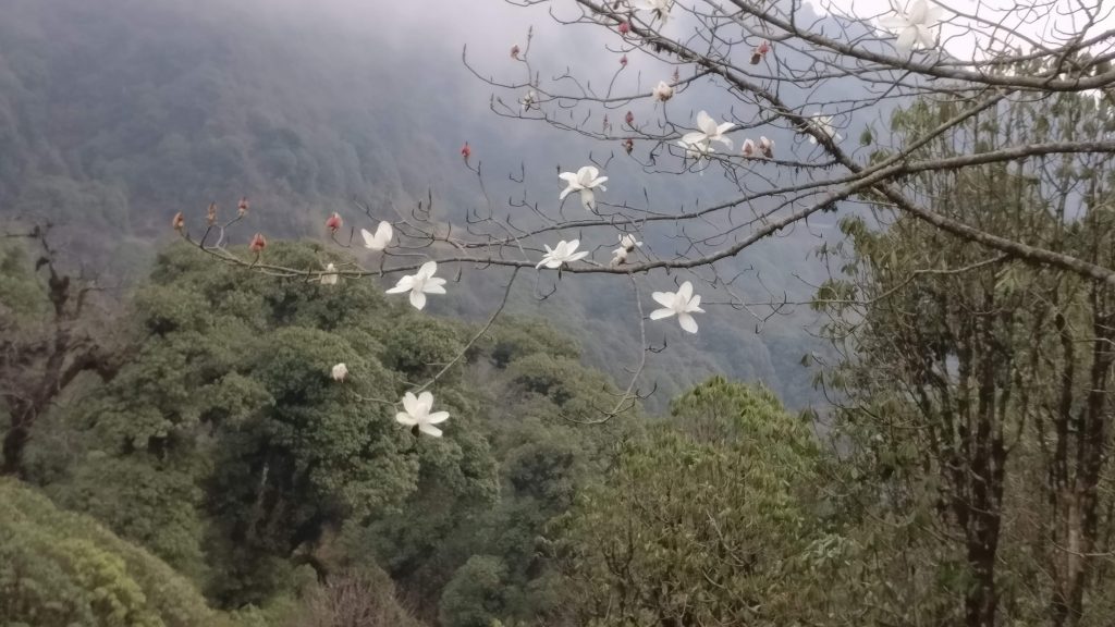 Roadside flowers