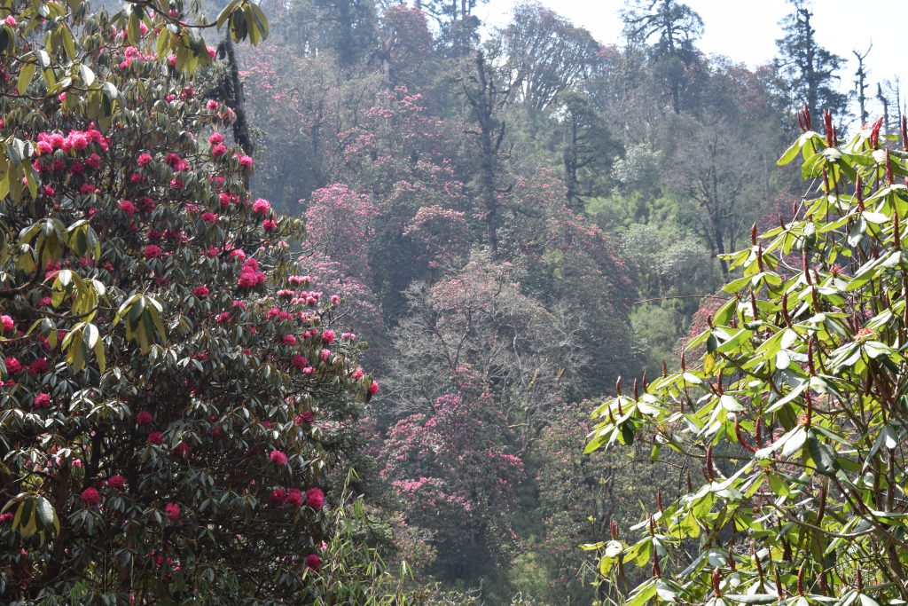 Ghorepani to Tadapani