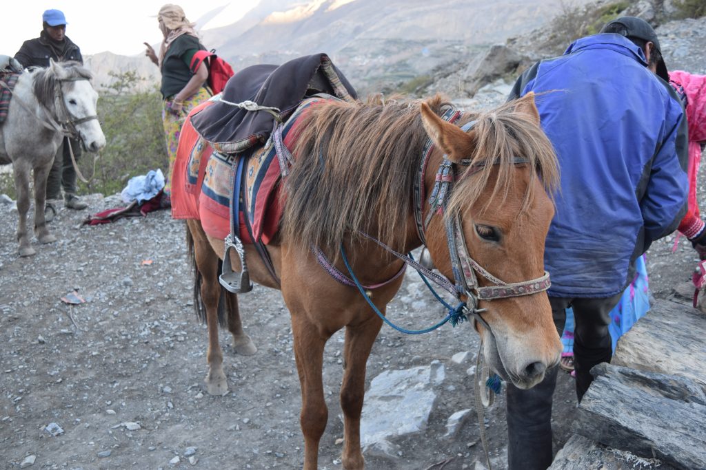 Pones for your help in Muktinath Darshan