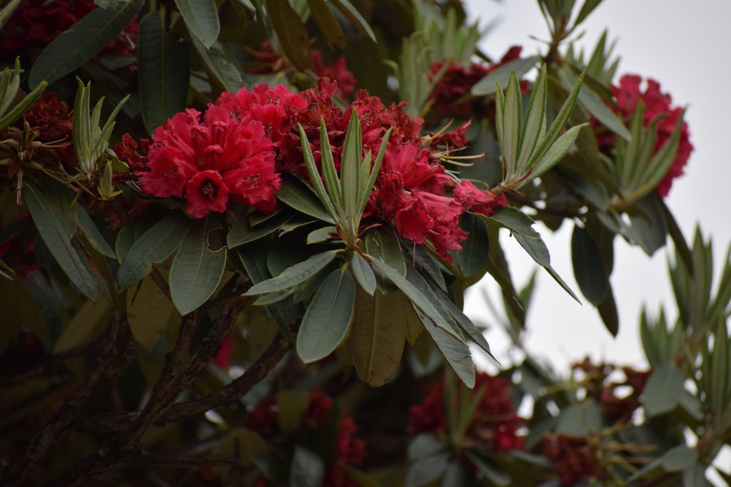 Rhododendron tress in and around Ghorepani