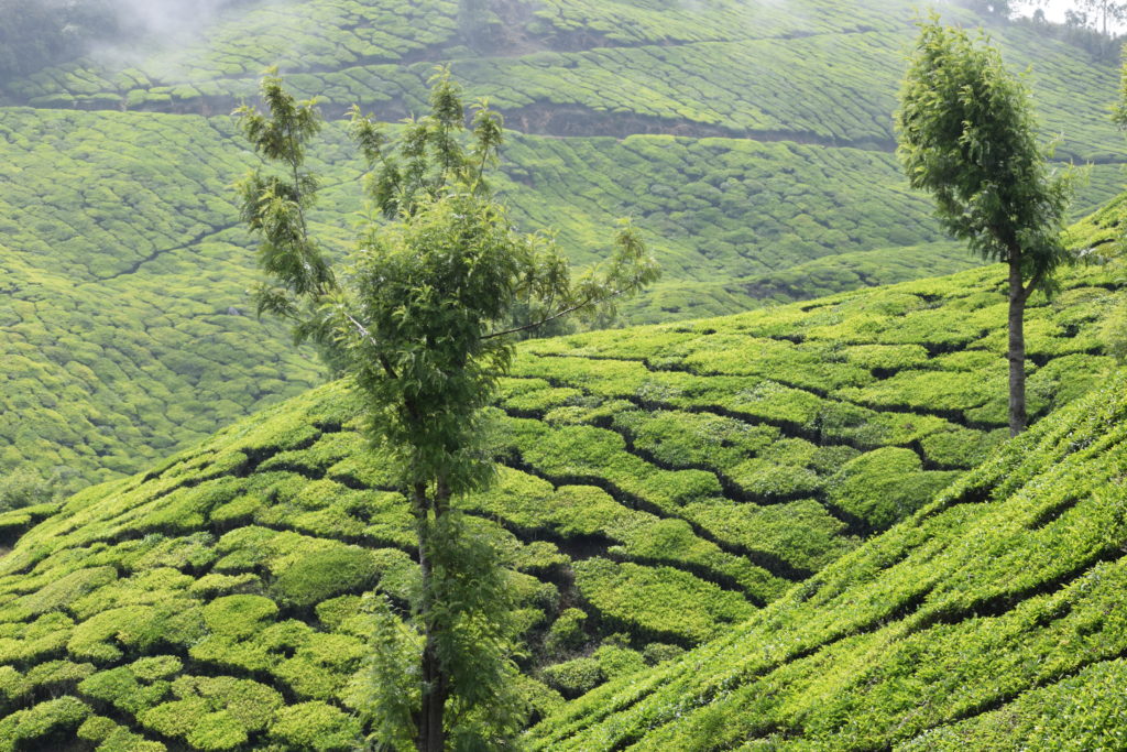 Munnar, Places to see